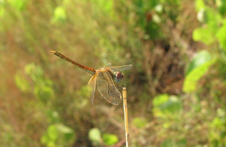 Sympetrum fonscolombii, maschio